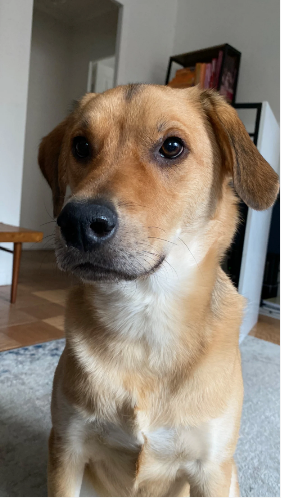 The Goodest Boy Roast – Loki’s Roast — Ivy's Coffee